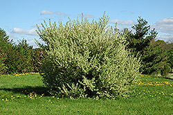 Silverberry (Elaeagnus commutata) at A Very Successful Garden Center