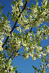 Silverberry (Elaeagnus commutata) at Lakeshore Garden Centres