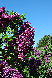Arch McKean Lilac (Syringa vulgaris 'Arch McKean') at A Very Successful Garden Center