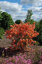 Spicy Lights Azalea (Rhododendron 'Spicy Lights') at A Very Successful Garden Center