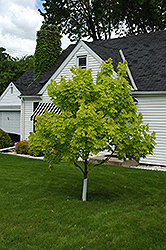 Princeton Gold Maple (Acer platanoides 'Princeton Gold') at A Very Successful Garden Center