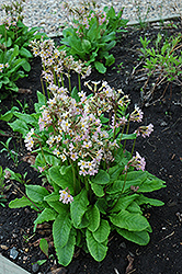 Cortusa Primrose (Primula cortusoides) at A Very Successful Garden Center
