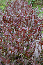 Purple Ground Clematis (Clematis recta 'Purpurea') at Stonegate Gardens