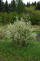 Honeywood Saskatoon (Amelanchier alnifolia 'Honeywood') at Lakeshore Garden Centres