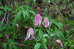 Rosy O'Grady Clematis (Clematis 'Rosy O'Grady') at Stonegate Gardens