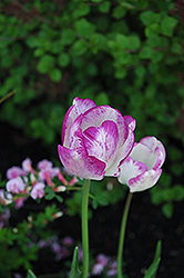Shirley Tulip (Tulipa 'Shirley') at Stonegate Gardens