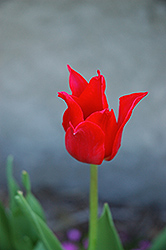 Pretty Woman Tulip (Tulipa 'Pretty Woman') at A Very Successful Garden Center