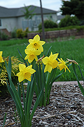 Fortune Daffodil (Narcissus 'Fortune') at A Very Successful Garden Center