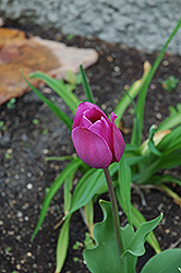 Nigrella Tulip (Tulipa 'Nigrella') at Stonegate Gardens