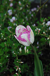 Cloud Nine Tulip (Tulipa 'Cloud Nine') at A Very Successful Garden Center