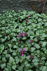 Red Nancy Spotted Dead Nettle (Lamium maculatum 'Red Nancy') at A Very Successful Garden Center