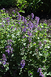 Dropmore Blue Catmint (Nepeta x faassenii 'Dropmore Blue') at A Very Successful Garden Center