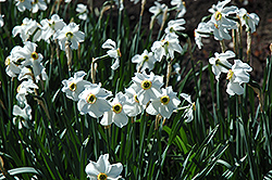 Poeticus Recurvus Daffodil (Narcissus 'Poeticus Recurvus') at Lakeshore Garden Centres