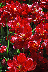 Uncle Tom Tulip (Tulipa 'Uncle Tom') at Lakeshore Garden Centres