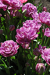 Lavender Perfection Tulip (Tulipa 'Lavender Perfection') at Stonegate Gardens