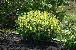 False Lupine (Thermopsis montana) at Lakeshore Garden Centres