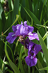 Banbury Ruffles Iris (Iris 'Banbury Ruffles') at Stonegate Gardens