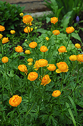 Orange Globe Globeflower (Trollius x cultorum 'Orange Globe') at Stonegate Gardens