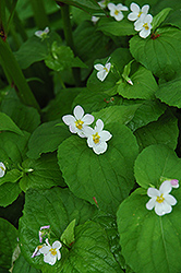 White Czar Marsh Violet (Viola obliqua 'White Czar') at Stonegate Gardens