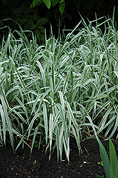 Variegated Ribbon Grass (Phalaris arundinacea 'Picta') at A Very Successful Garden Center