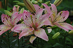 Pixie Lily (Lilium 'Pixie') at A Very Successful Garden Center