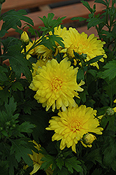 Morden Canary Chrysanthemum (Chrysanthemum 'Morden Canary') at Lakeshore Garden Centres