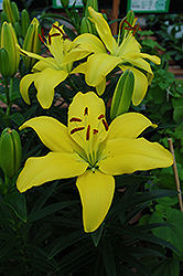 Yellow Pixie Lily (Lilium 'Yellow Pixie') at A Very Successful Garden Center
