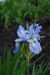 Emperor Siberian Iris (Iris sibirica 'Emperor') at Lakeshore Garden Centres