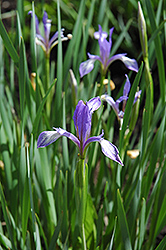 Imbricate Iris (Iris imbricata) at A Very Successful Garden Center