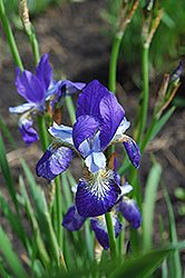 Perky Siberian Iris (Iris sibirica 'Perky') at Lakeshore Garden Centres