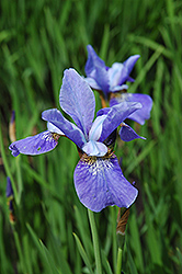 China Blue Siberian Iris (Iris sibirica 'China Blue') at A Very Successful Garden Center