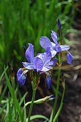 Dragonfly Siberian Iris (Iris sibirica 'Dragonfly') at A Very Successful Garden Center