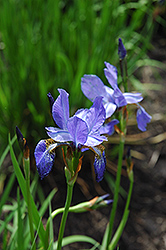 Dragonfly Siberian Iris (Iris sibirica 'Dragonfly') at Lakeshore Garden Centres