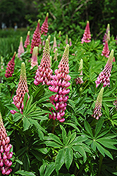 Russell Red Lupine (Lupinus 'Russell Red') at The Mustard Seed