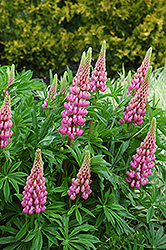 Russell Pink Lupine (Lupinus 'Russell Pink') at The Mustard Seed