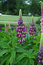 Russell Blue Lupine (Lupinus 'Russell Blue') at The Mustard Seed