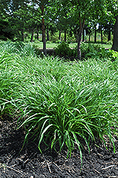 Moor Grass (Molinia caerulea) at Stonegate Gardens