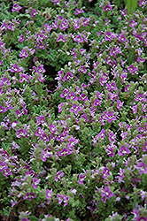 Pink Creeping Speedwell (Veronica repens 'Rosea') at A Very Successful Garden Center