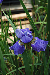 Silver Edge Siberian Iris (Iris sibirica 'Silver Edge') at A Very Successful Garden Center