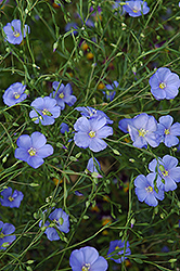 Perennial Flax (Linum perenne) at Lakeshore Garden Centres
