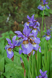 Tropic Night Siberian Iris (Iris sibirica 'Tropic Night') at Lakeshore Garden Centres