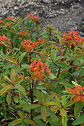 Fireglow Spurge (Euphorbia griffithii 'Fireglow') at A Very Successful Garden Center
