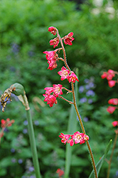 Splendens Coral Bells (Heuchera sanguinea 'Splendens') at A Very Successful Garden Center