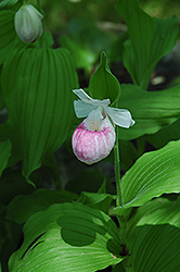 Ulla Silkens Lady's Slipper (Cypripedium 'Ulla Silkens') at A Very Successful Garden Center