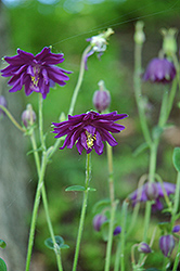 Dark Purple Barlow Columbine (Aquilegia vulgaris 'Dark Purple Barlow') at Lakeshore Garden Centres