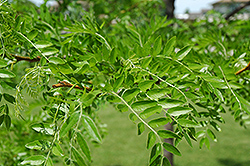 Prairie Silk Honeylocust (Gleditsia triacanthos 'Prairie Silk') at Lakeshore Garden Centres