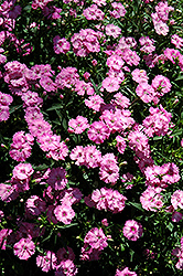 Blue Hills Pinks (Dianthus 'Blue Hills') at A Very Successful Garden Center