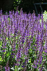 Showy Catmint (Nepeta grandiflora) at A Very Successful Garden Center