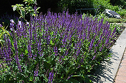 Showy Catmint (Nepeta grandiflora) at A Very Successful Garden Center