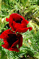 Brilliant Poppy (Papaver orientale 'Brilliant') at The Mustard Seed